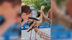 Yaralı Leylek Yangından Kaçtı, Ormancıların Şefkatine Sığındı! - 33 Mersin - Mersin Son Dakika İnternet Haberleri